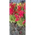 Кученце (Antirrhinum majus) в саксия - различни цветове – Разсад