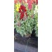 Кученце (Antirrhinum majus) в саксия - различни цветове