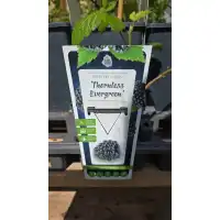 Разсад Къпина без бодли - Thornless Evergreen