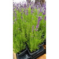 Разсад Лавандула / Lavandula Angustifolia Ellagance Purple