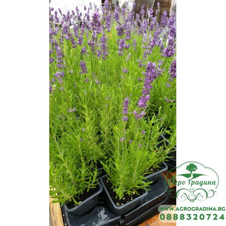 Разсад Лавандула / Lavandula Angustifolia Ellagance Purple