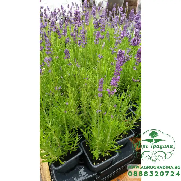 Разсад Лавандула Lavandula Angustifolia Ellagance Purple Разсад Лавандула Lavandula Angustifolia Ellagance Purple