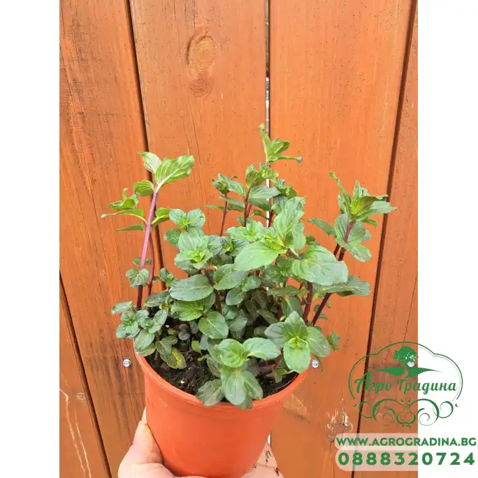 Разсад Мента шоколад Mentha × piperita Chocolate Mint Разсад Мента шоколад Mentha × piperita Chocolate Mint