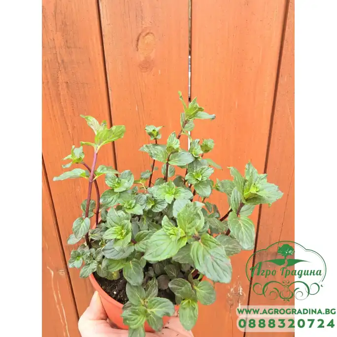 Разсад Мента шоколад Mentha × piperita Chocolate Mint Разсад Мента шоколад Mentha × piperita Chocolate Mint