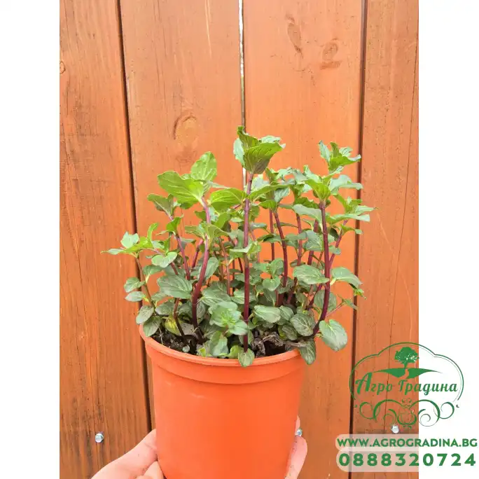 Разсад Мента шоколад Mentha × piperita Chocolate Mint Разсад Мента шоколад Mentha × piperita Chocolate Mint