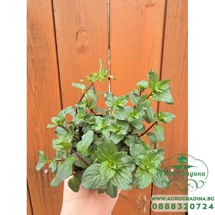 Разсад Мента шоколад Mentha × piperita Chocolate Mint Разсад Мента шоколад Mentha × piperita Chocolate Mint
