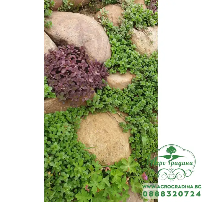 Микс растения за скален кът - комплект от 6 броя Микс растения за скален кът - комплект от 6 броя