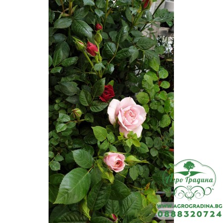 Мини Рози в саксия