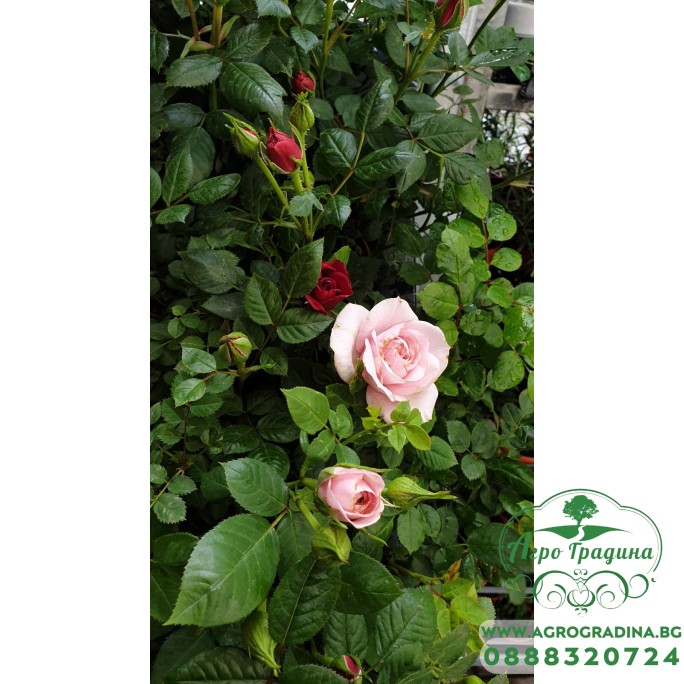 Мини Рози в саксия