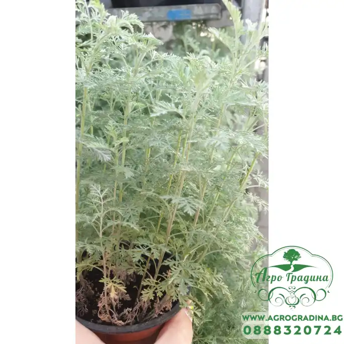 Разсад Сладък Пелин Artemisia annua - билката която мори РАКА Разсад Сладък Пелин Artemisia annua - билката която мори РАКА