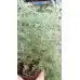 Разсад Сладък Пелин Artemisia annua - билката която мори РАКА