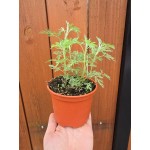 Разсад Сладък Пелин / Artemisia annua - билката която мори РАКА