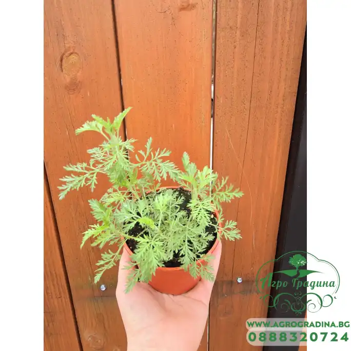 Разсад Сладък Пелин Artemisia annua - билката която мори РАКА Разсад Сладък Пелин Artemisia annua - билката която мори РАКА
