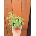 Разсад Сладък Пелин Artemisia annua - билката която мори РАКА