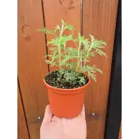 Разсад Сладък Пелин / Artemisia annua - билката която мори РАКА