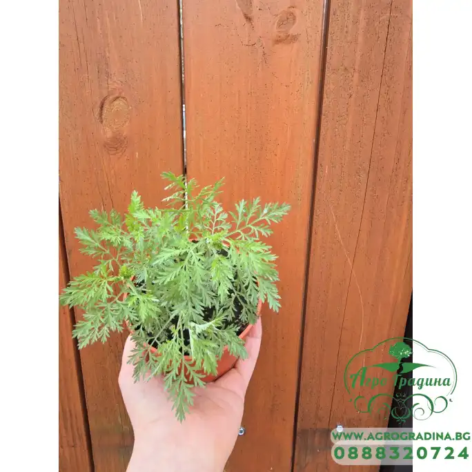 Разсад Сладък Пелин Artemisia annua - билката която мори РАКА Разсад Сладък Пелин Artemisia annua - билката която мори РАКА