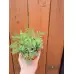Разсад Сладък Пелин Artemisia annua - билката която мори РАКА