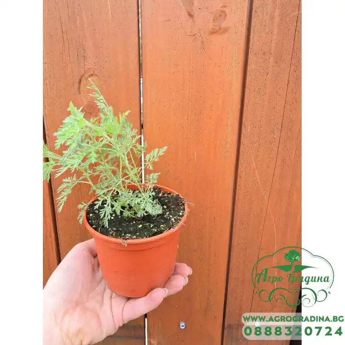 Разсад Сладък Пелин Artemisia annua - билката която мори РАКА Разсад Сладък Пелин Artemisia annua - билката която мори РАКА
