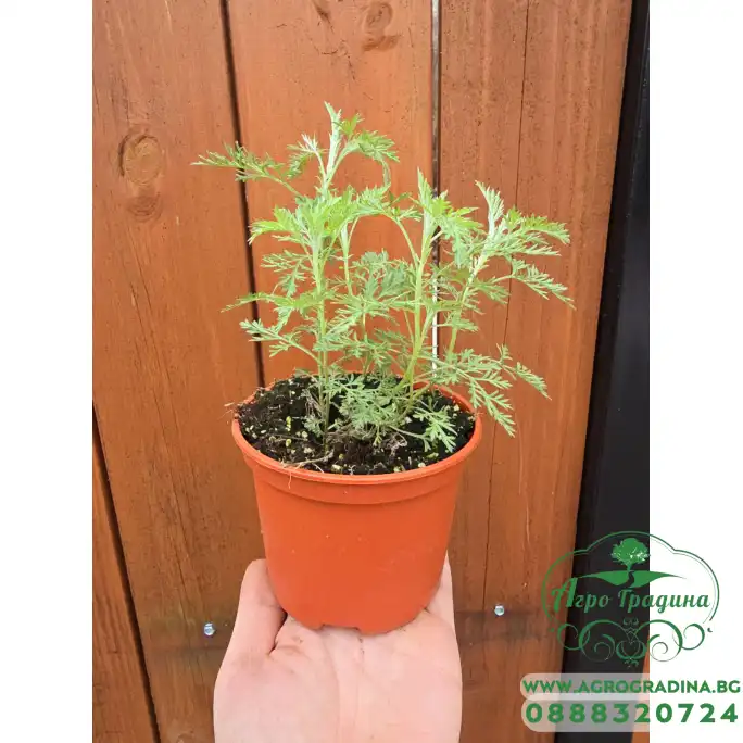 Разсад Сладък Пелин Artemisia annua - билката която мори РАКА Разсад Сладък Пелин Artemisia annua - билката която мори РАКА