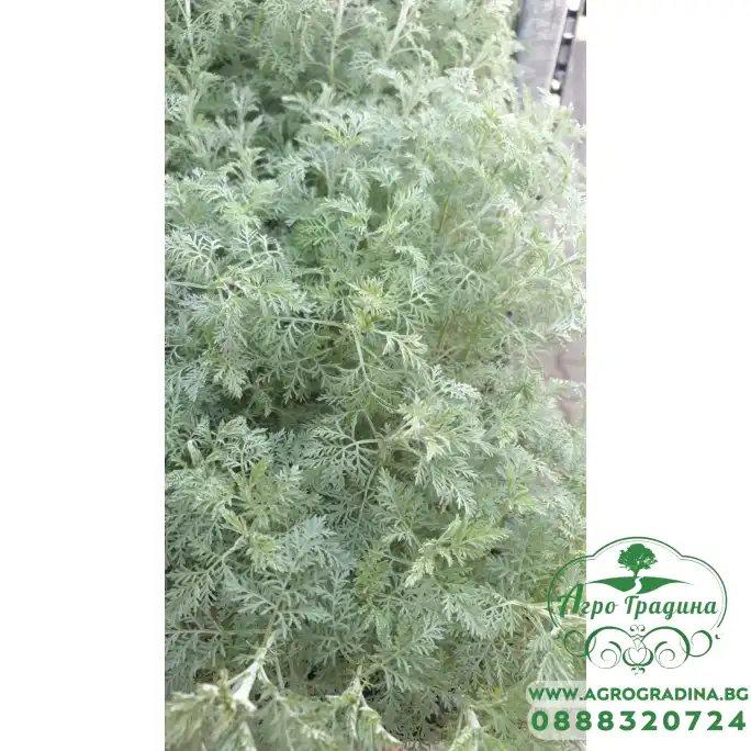 Разсад Сладък Пелин Artemisia annua - билката която мори РАКА Разсад Сладък Пелин Artemisia annua - билката която мори РАКА