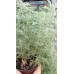 Разсад Сладък Пелин / Artemisia annua - билката която мори РАКА