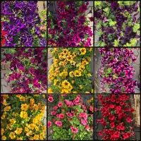 Каскадна Петуния в саксия - различни цветоне