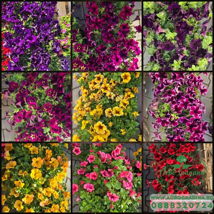 Каскадна Петуния в саксия - различни цветоне