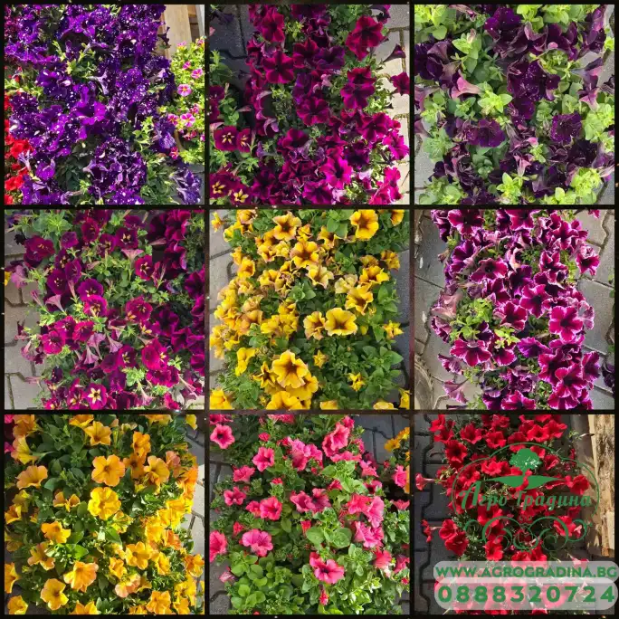 Каскадна Петуния в саксия - различни цветоне