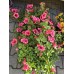 Каскадна Петуния в саксия - различни цветоне