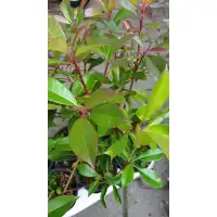 Фотиния Photinia- бързорастящ храст подходящ за изграждане на жив плет