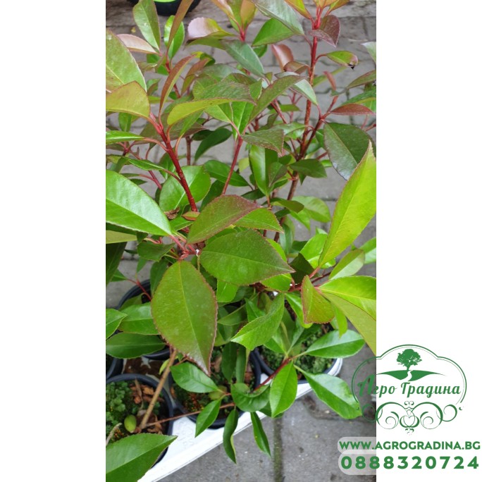 Фотиния Photinia- бързорастящ храст подходящ за изграждане на жив плет – Разсад