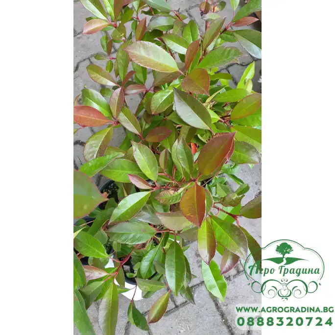 Фотиния Photinia- бързорастящ храст подходящ за изграждане на жив плет Фотиния Photinia- бързорастящ храст подходящ за изграждане на жив плет