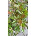 Фотиния Photinia- бързорастящ храст подходящ за изграждане на жив плет – Разсад
