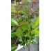 Фотиния / Photinia- бързорастящ храст подходящ за изграждане на жив плет