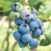 Разсад Американска Боровинка Блукроп / Vaccinium corymbosum Bluecrop