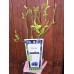 Разсад Американска Боровинка Блукроп Vaccinium corymbosum Bluecrop
