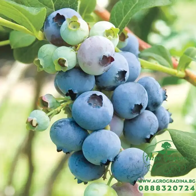 Разсад Американска Боровинка Блукроп Vaccinium corymbosum Bluecrop Разсад Американска Боровинка Блукроп Vaccinium corymbosum Bluecrop