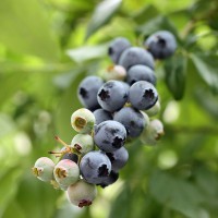 Разсад Американска Боровинка Блукроп Vaccinium corymbosum Bluecrop