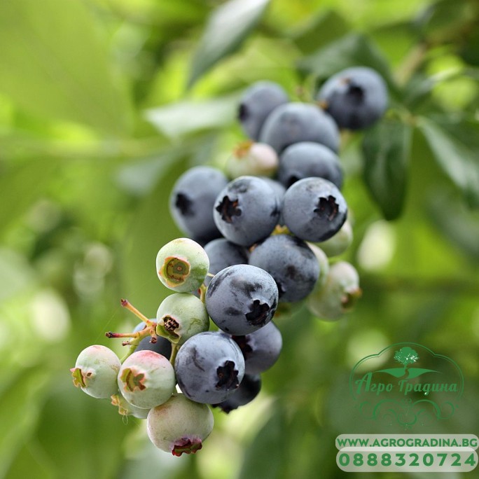 Разсад Американска Боровинка Блукроп Vaccinium corymbosum Bluecrop