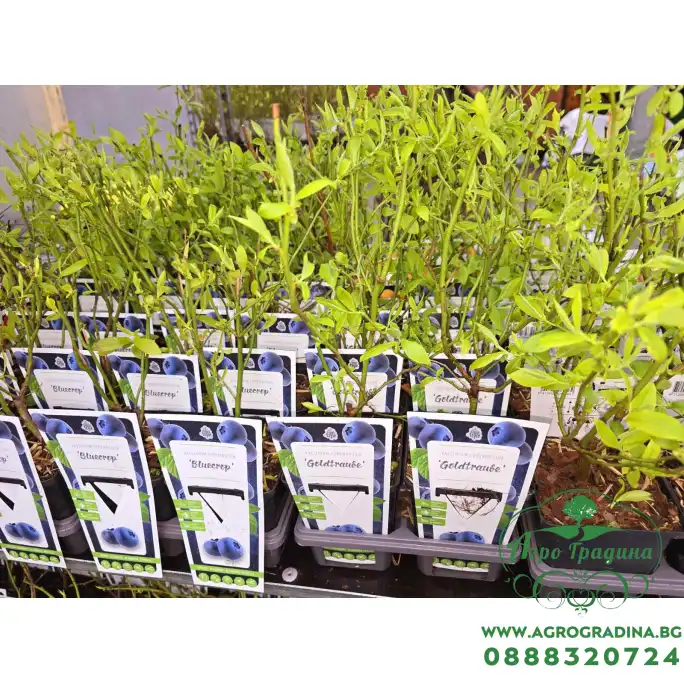 Разсад Американска Боровинка Блукроп Vaccinium corymbosum Bluecrop Разсад Американска Боровинка Блукроп Vaccinium corymbosum Bluecrop
