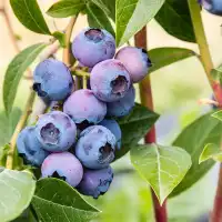 Разсад Американска Боровинка Блуголд Vaccinium corymbosum Bluegold