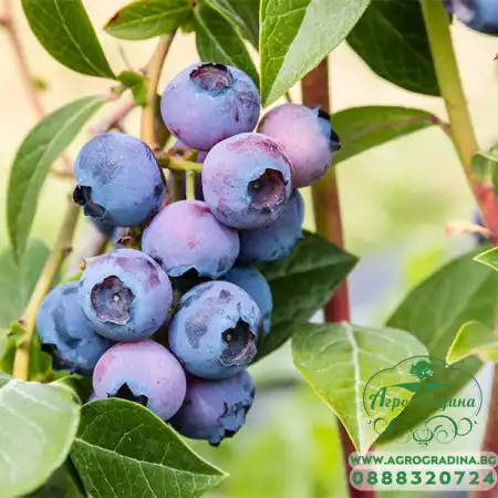 Разсад Американска Боровинка Блуголд Vaccinium corymbosum Bluegold