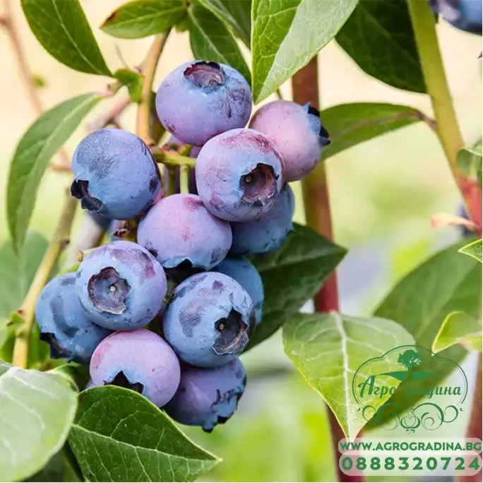 Разсад Американска Боровинка Блуголд Vaccinium corymbosum Bluegold Разсад Американска Боровинка Блуголд Vaccinium corymbosum Bluegold