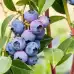 Разсад Американска Боровинка Блуголд Vaccinium corymbosum Bluegold