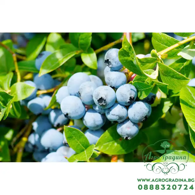 Разсад Американска Боровинка Блуголд Vaccinium corymbosum Bluegold Разсад Американска Боровинка Блуголд Vaccinium corymbosum Bluegold