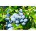 Разсад Американска Боровинка Блуголд Vaccinium corymbosum Bluegold