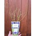 Разсад Американска Боровинка Блуголд Vaccinium corymbosum Bluegold