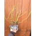 Разсад Американска Боровинка Блуголд Vaccinium corymbosum Bluegold