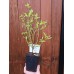 Разсад Американска Боровинка Голдтраубе / Vaccinium corymbosum Goldtraube