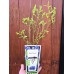 Разсад Американска Боровинка Голдтраубе / Vaccinium corymbosum Goldtraube